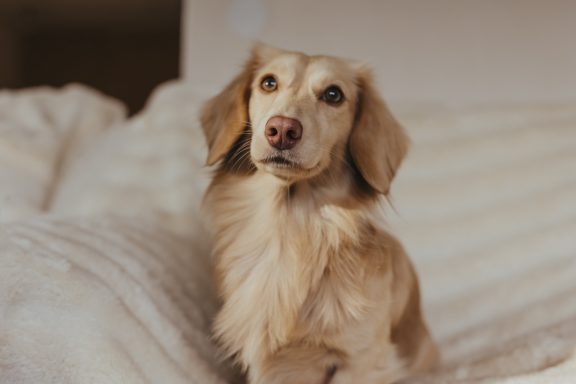 Königlicher goldener Dackel sitzt auf einer weißen Decke. Sein Fell ist lang und er hat eine braune Nase wie braune Augen.