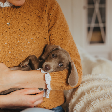 Eine Dame mit einem orangenen Pullover hält einen Welpen Dackel in der Hand. Der Dackel hat kurzes Haar und ist mittelbraun.