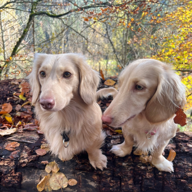 Zwei goldene Zwergdackel sitzen auf einem Baumstamm im Herbst, umgeben von verstreuten Herbstblättern.