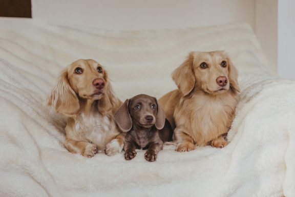 Drei Dackel liegen auf einer weißen Kuscheldecke. Die äußeren Dackel haben langes goldenes Fell und sind größer als der Dackel in der Mitte